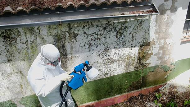 Trusted Black Mold Removal service in Lothian, MD - Cheap Mold Removal